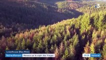 Réchauffement climatique : menace sur le sapin des Vosges