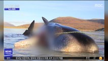 [뉴스터치] 죽은 향유고래 뱃속에서 그물·가방 등 쓰레기 100kg 나와