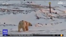 [이 시각 세계] 러시아 북극곰 몸에 글자 '선명'