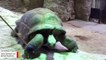 Giant Tortoises Show They Can Be Trained And Remember What They Learned