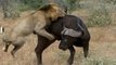 La ley de la Selva: los leones se comen a la búfala y a su pobre cría