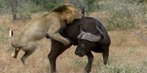 La ley de la Selva: los leones se comen a la búfala y a su pobre cría
