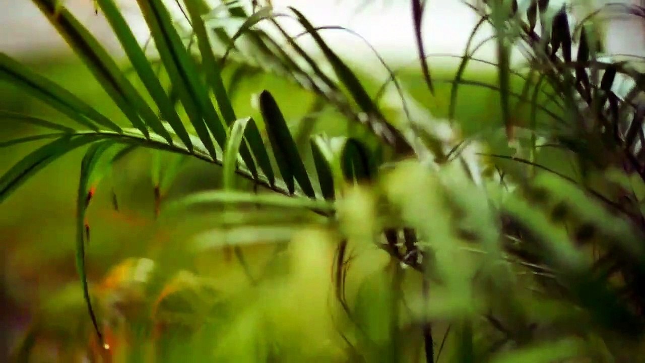 TROPICAL THUNDER - Rain - Relaxing nature sound - Raindrops drops in jungle amazonia - Wild tropisch استوائي 热带 열렬한 トロピカル тропический उष्णकटिबंधीय tropika เขตร้อน nhiệt đới tropicale tropis tropikal  Regen تمطر 雨 비 lluvia pluie chuva дождь बारिश hujan ฝน