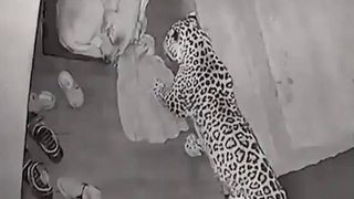 CCTV Tiger Try Eating Dogs_Full HD Videos