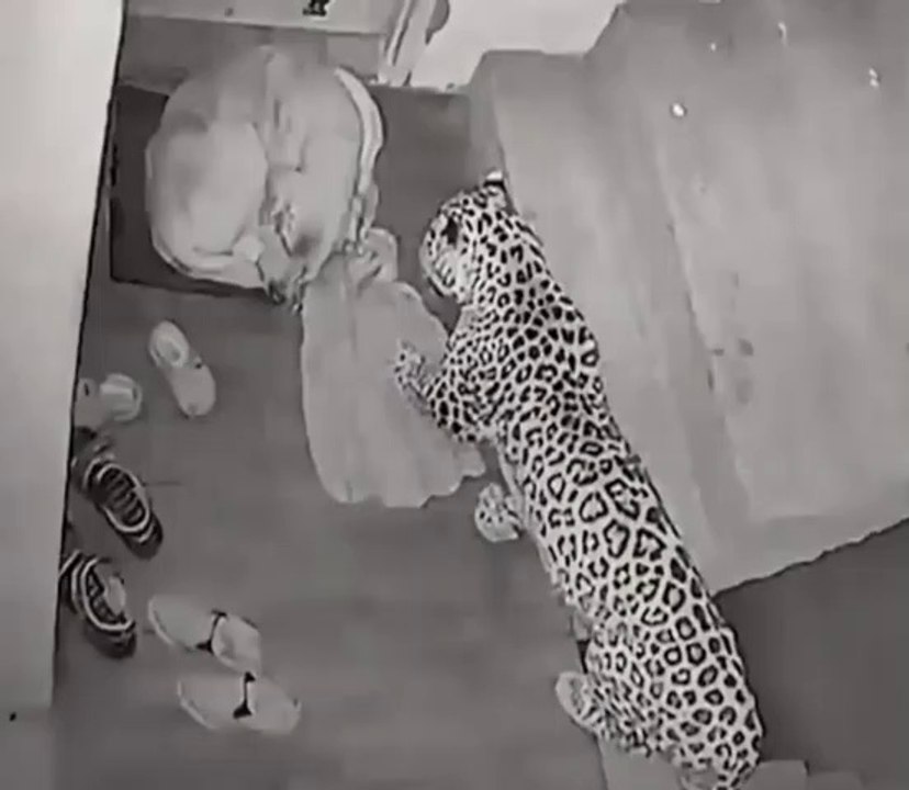 CCTV Tiger Try Eating Dogs_Full HD Videos