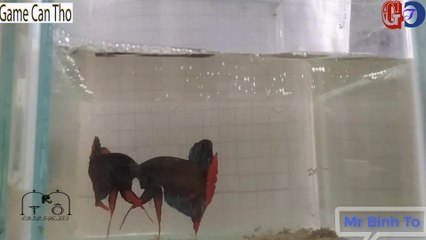 Fight Wild Betta Fish | ファイティングフィッシュ