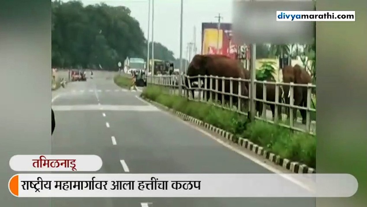 Tamilnadu : Herd Of Elephants Cross National Highway