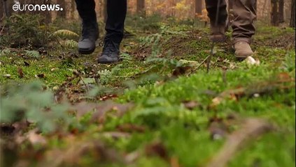 В Германии умирает лес