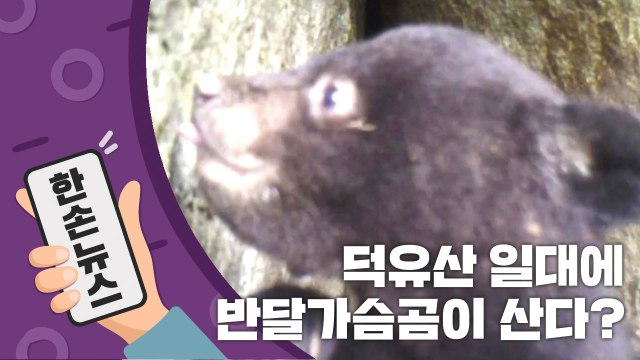 [15초 뉴스] 덕유산 일대에 반달가슴곰이 산다? / YTN