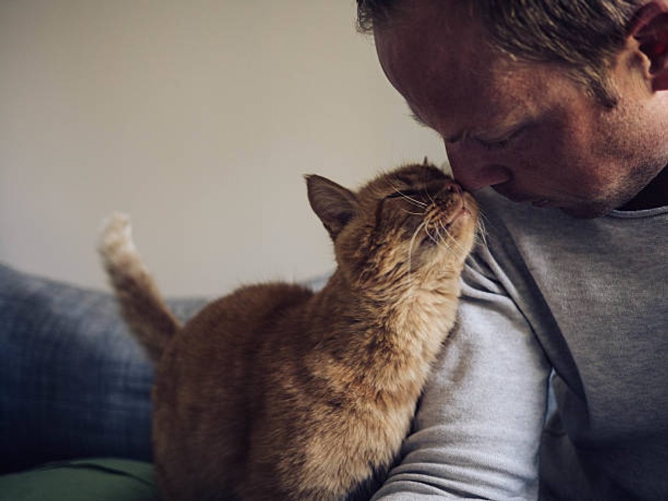 ¡Atención!: los gatos imitan las conductas de sus dueños