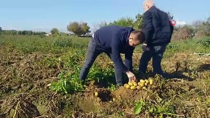 Ödemiş'te patates hasadı başladı