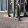 猫喜欢旋转门