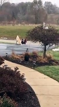 Chaque matin, ce chien accompagne la fille du propriétaire pour attendre ensemble le bus scolaire.