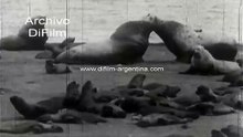 Arctic Thrills Eskimo Land Greenland Seals Polar Bears 1933