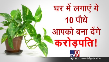 ઘરમાં ઉગાડો આ 10 છોડ જે તમને બનાવશે કરોડપતિ! જુઓ VIDEO