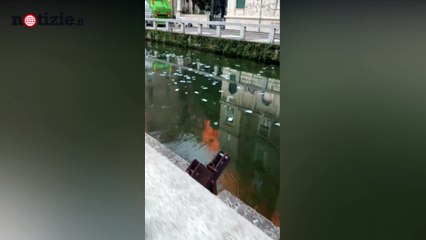 Milano, fiume di banconote da 100 euro nel Naviglio: è mistero | Notizie.it