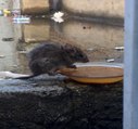 Su kabına dadanan fare görenleri şaşırttı