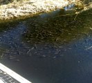 Balıklar siyaha bürünen derede yok olma tehlikesiyle karşı karşıya