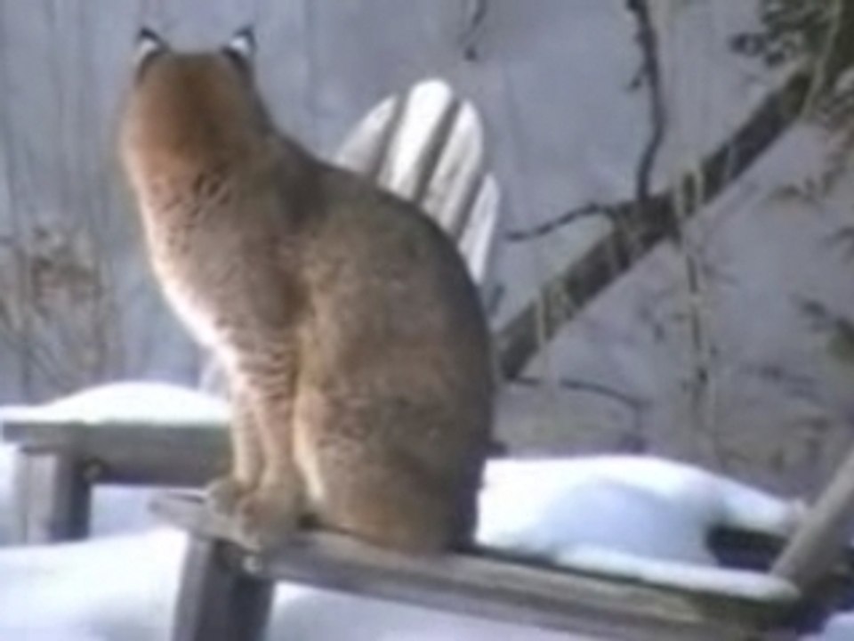 Bobcat