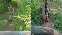 Tiger chases tourist jeep in Ranthambore | Oneindia Malayalam