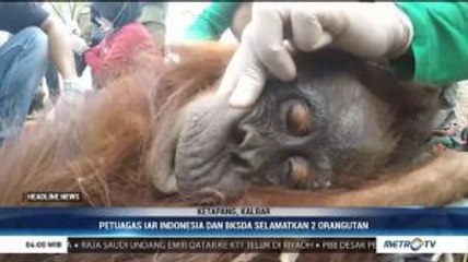 Petugas IAR Indonesia dan BKSDA Selamatkan 2 Orangutan di Ketapang