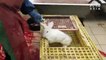 PETA Exposes Horrors At Russian Fur Farms