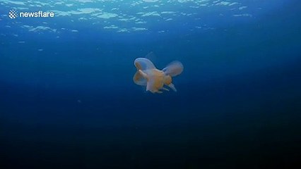 Alien-like nudibranch seen swimming in Canadian waters