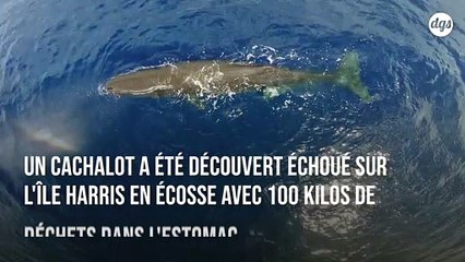Un cachalot retrouvé mort avec 100 kg de déchets dans l'estomac