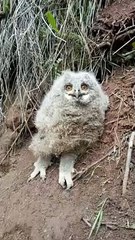 Eagle Owl Snaps Beak