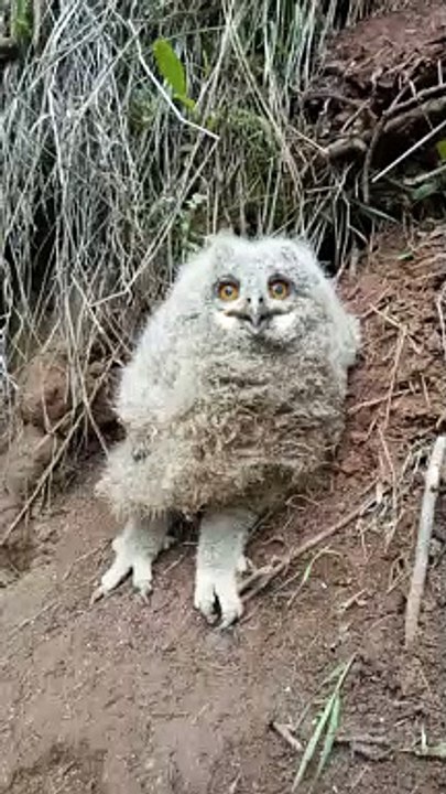 Eagle Owl Snaps Beak