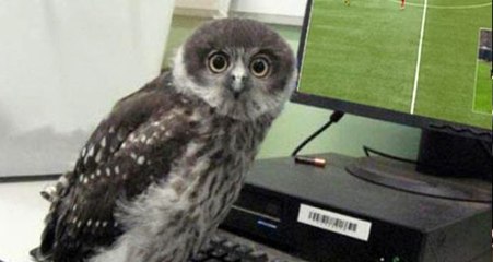 Başakşehir'den yayıncı kuruluşa esprili gönderme!