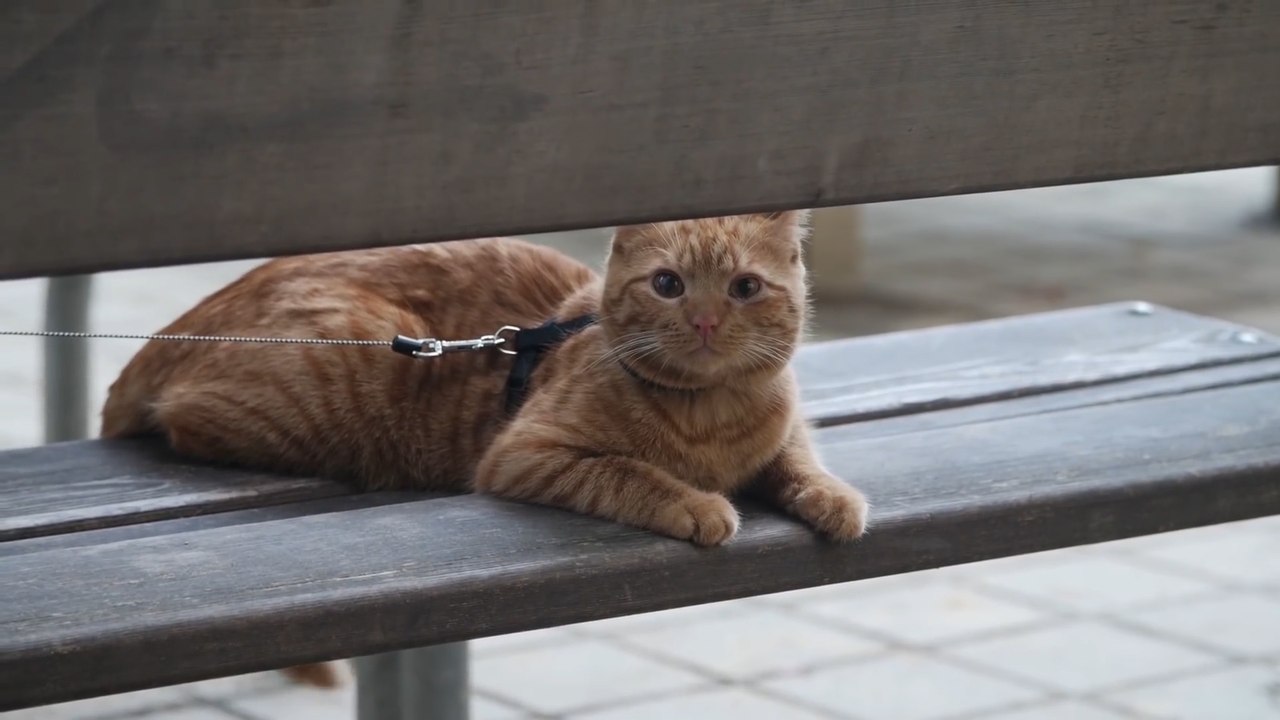 Kann man mit (Wohnungs-)Katzen spazieren gehen?