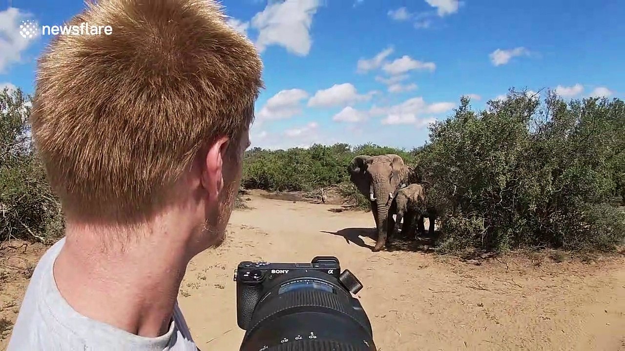 Wildlife photographer captures his closest encounter yet - with a gentle elephant herd in South Africa