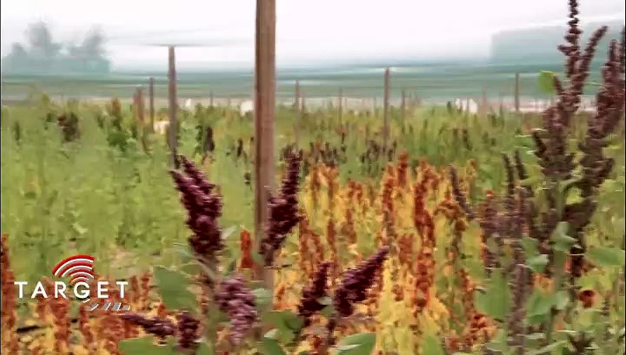 Biodiversität ist der Schlüssel für die Ernährungssicherheit der Welt