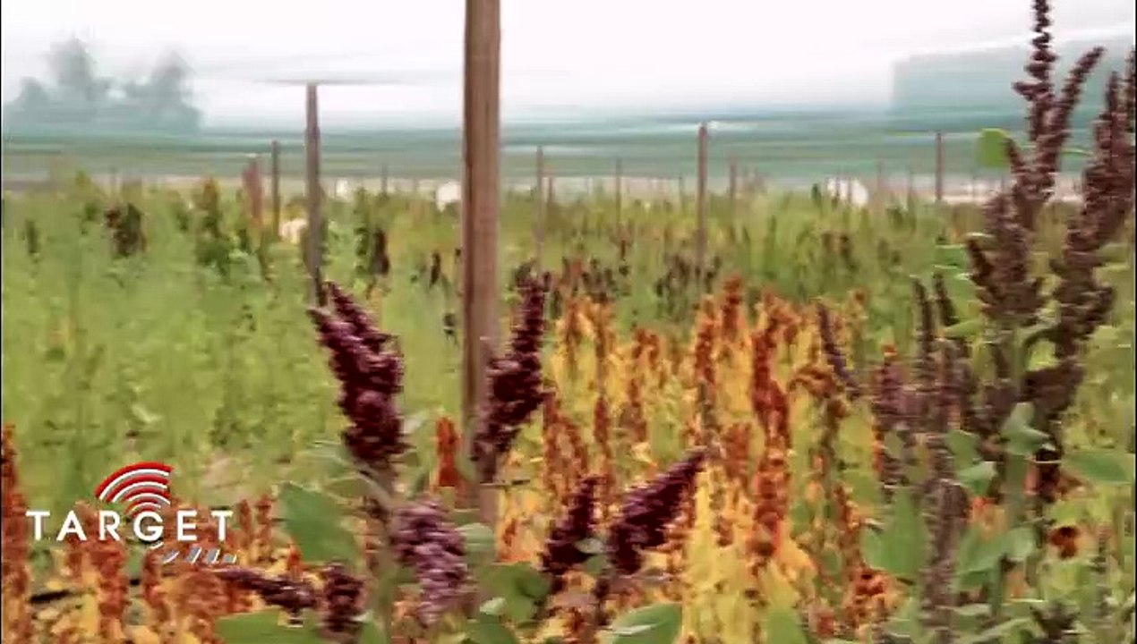 Quinoa, salicorne : les plantes miraculeuses résistantes à la sécheresse et au sel