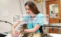 Animal Medical Center Veterinarian Appleton, WI