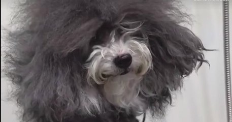 Après un toilettage, ce caniche se transforme en une adorable peluche