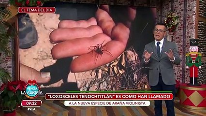 Nueva araña violinista. Descubre sus características y cuida a tu familia. | Venga La Alegría