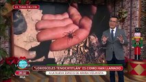 Nueva araña violinista. Descubre sus características y cuida a tu familia. | Venga La Alegría