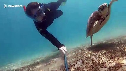 Snorkeler films magical encounter with turtle in Australian waters