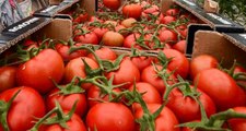 Rusya'da domates ithalatına sınırlama önerisi: Türk üreticiler olumsuz etkilenebilir
