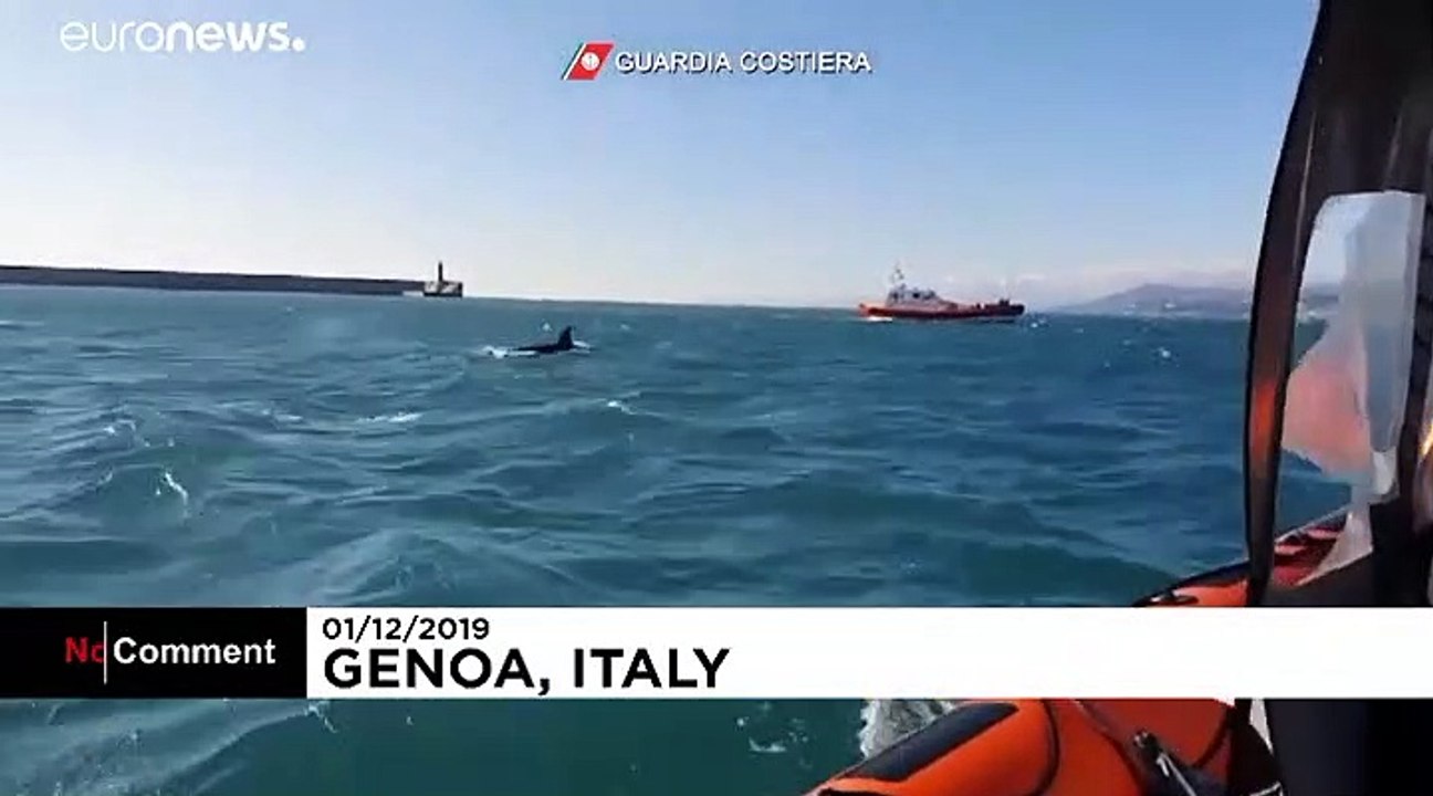 Wundersam: 4 Orcas tummeln sich vor Genua