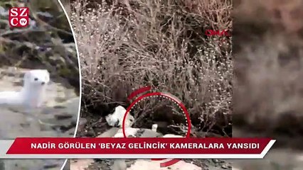 Sivas'ta 'Beyaz gelincik' görüntülendi