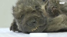 Wolf or dog? 18,000-year-old canine mummy presented in Yakutsk