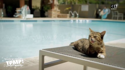 Le top 10 des vidéos qu'il ne fallait pas louper : La chatte la plus connue du monde est morte