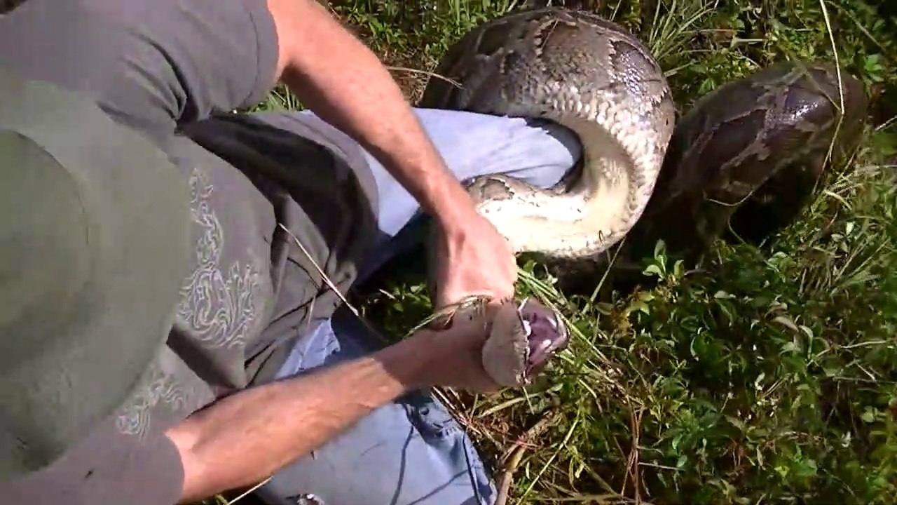 Il découvre un énorme python caché dans les marais dans les Everglades