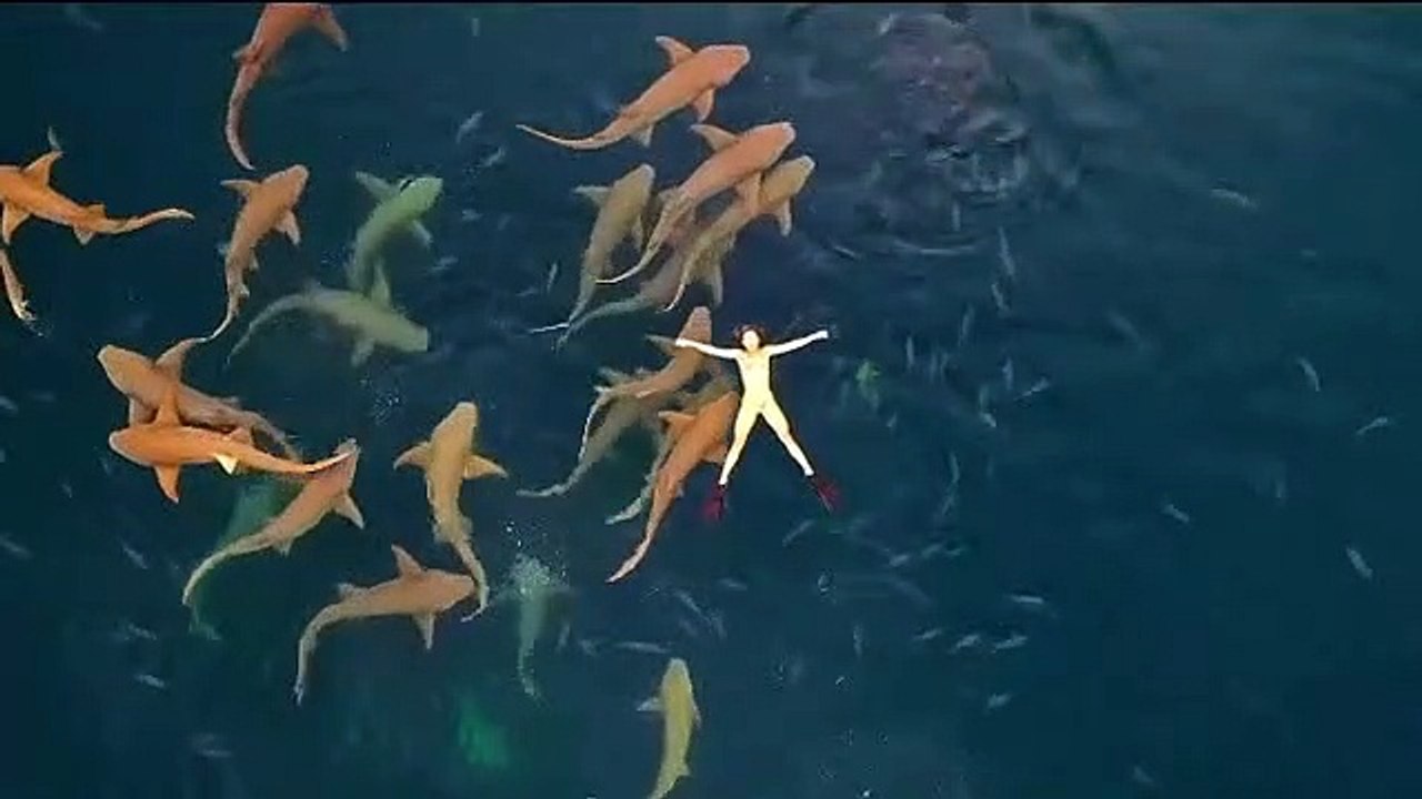 Il fait la planche au milieu des requins !
