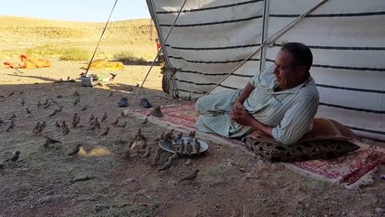 Des centaines d'oiseaux viennent manger à quelques centimètres de cet homme