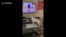 Look, I'm on TV! California dog is very happy to see himself