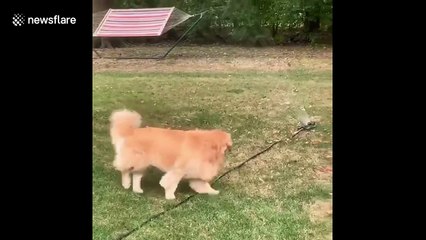 Hilarious moment Golden Retriever is NOT amused by sprinkler in Indianapolis backyard